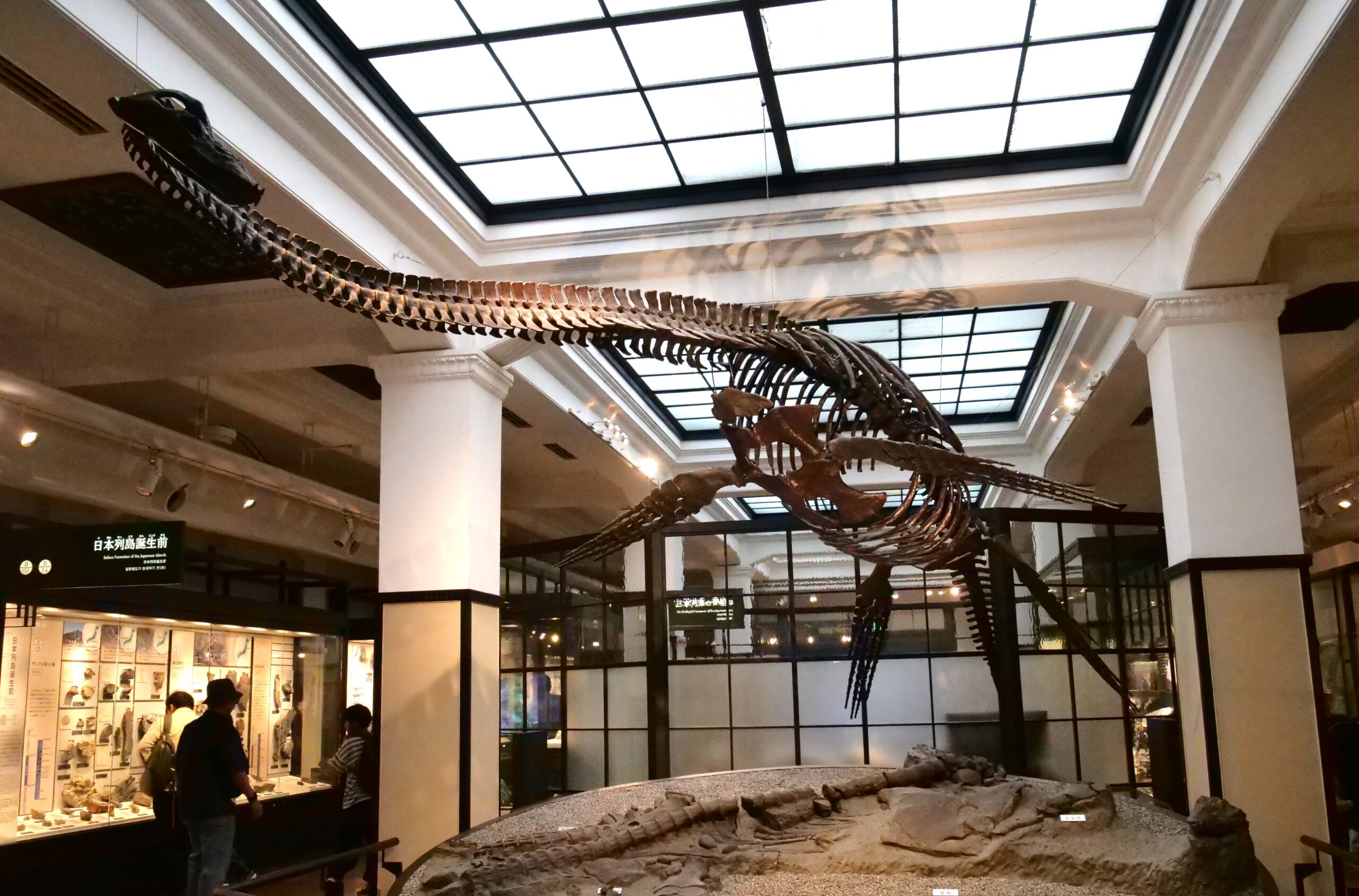 日本で最も完成度の高い爬虫類の化石を展示（国立科学博物館②）