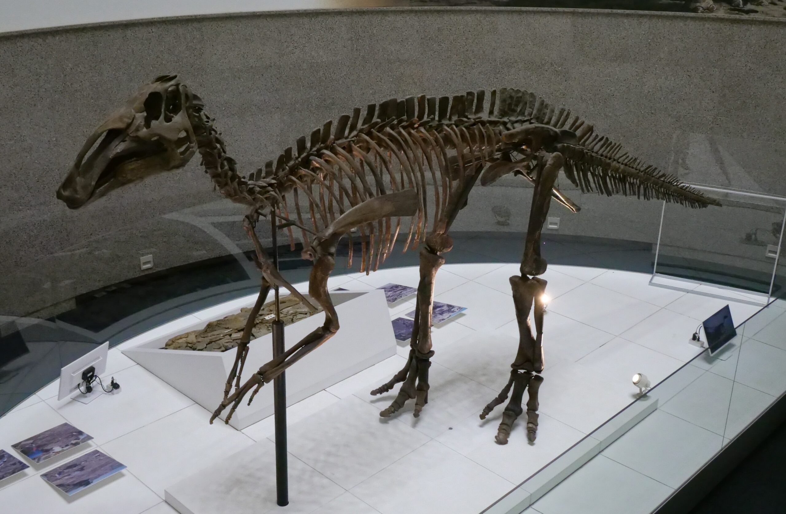 エドモントサウルスと縁の深い博物館（豊橋市自然史博物館③）