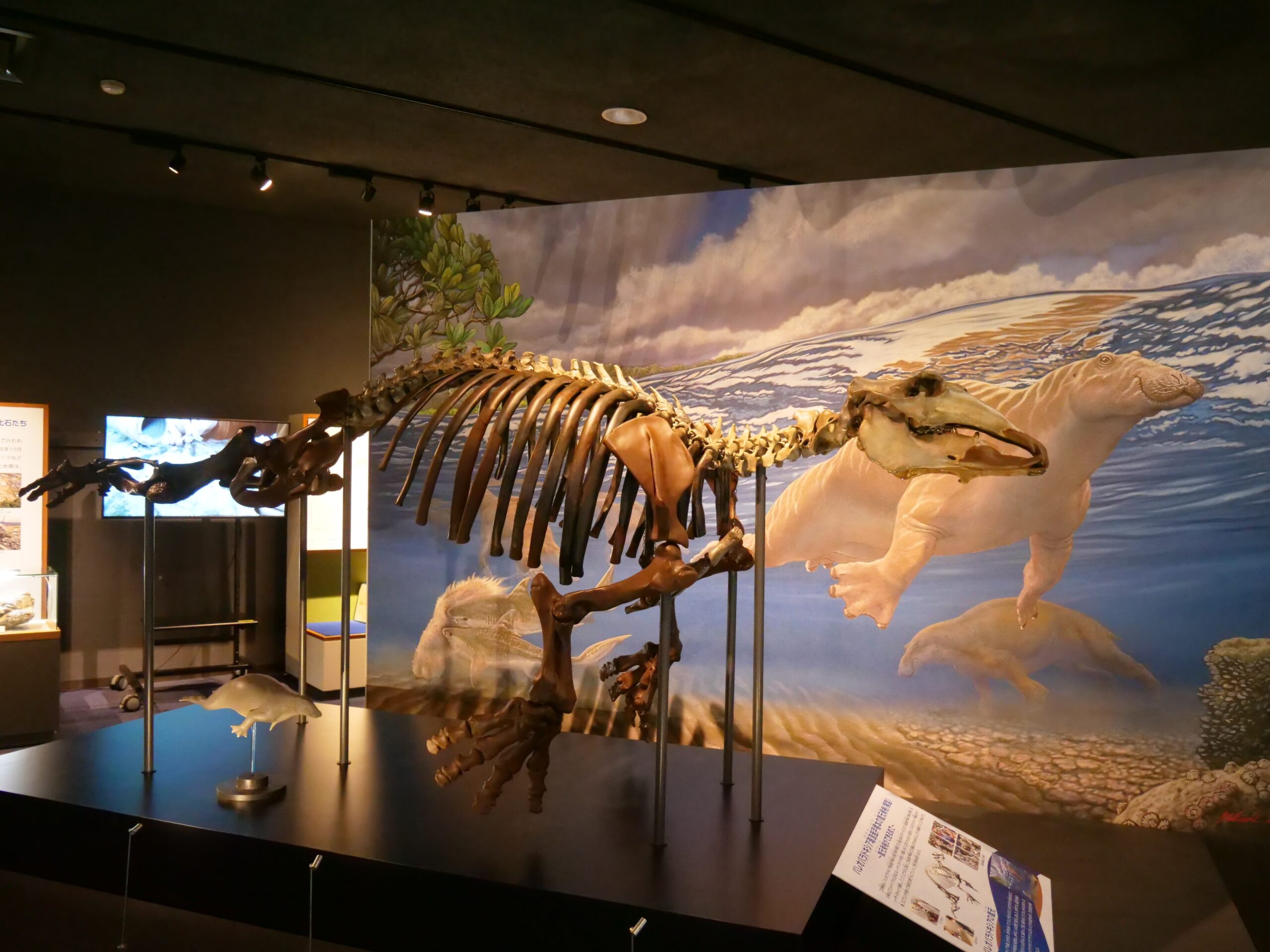 発見・発掘時の興奮伝えるパレオパラドキシア（瑞浪市化石博物館①）