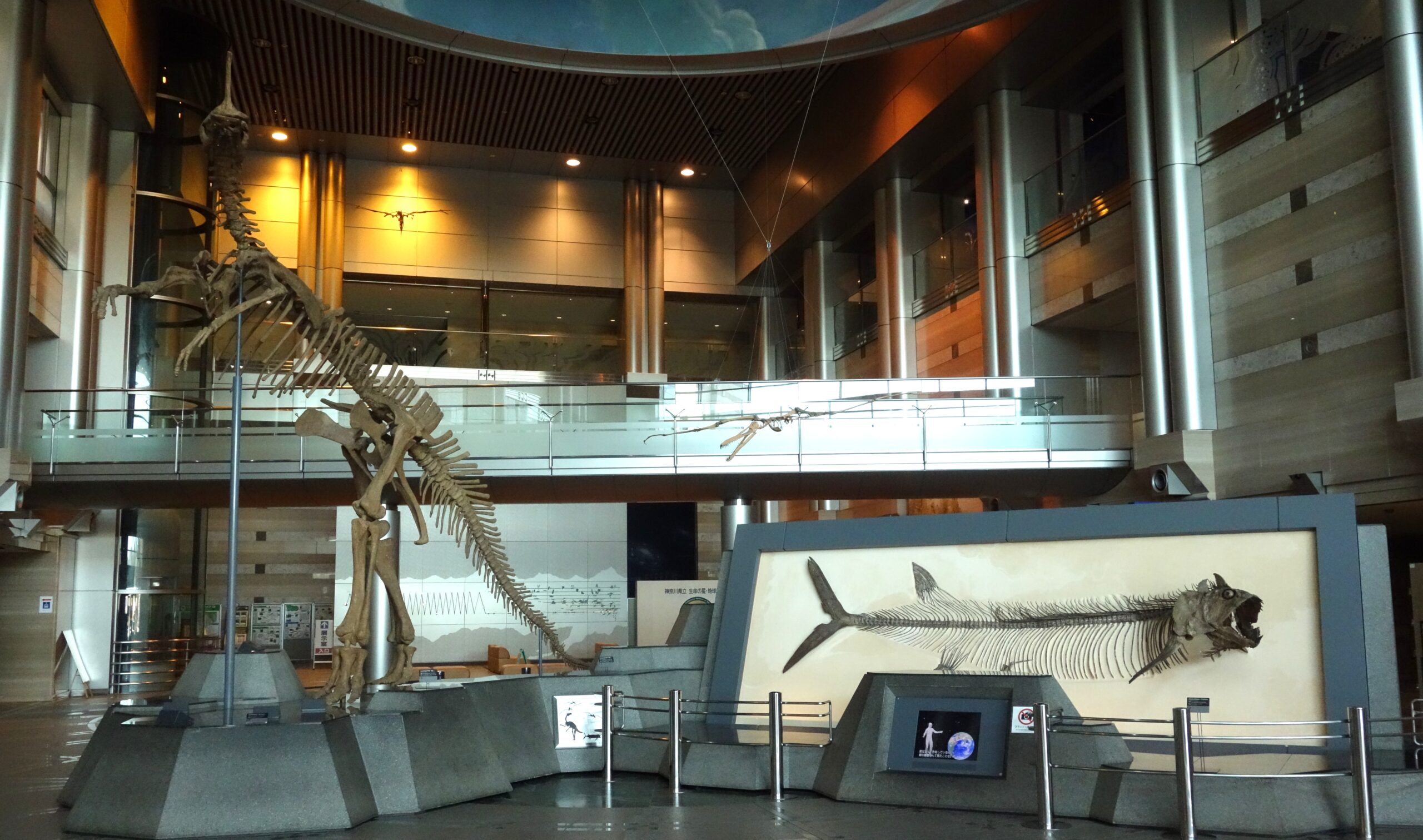 スケールの大きな展示に驚く（神奈川県立生命の星・地球博物館①）