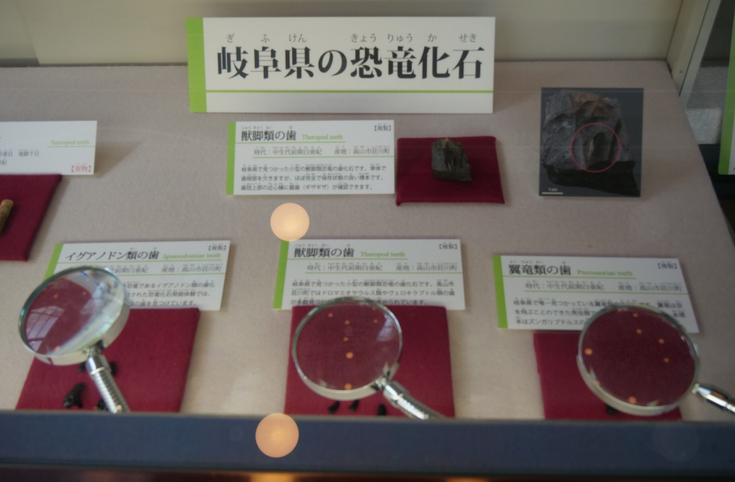 高山市産出の獣脚類の歯なども展示（岐阜県博物館②）