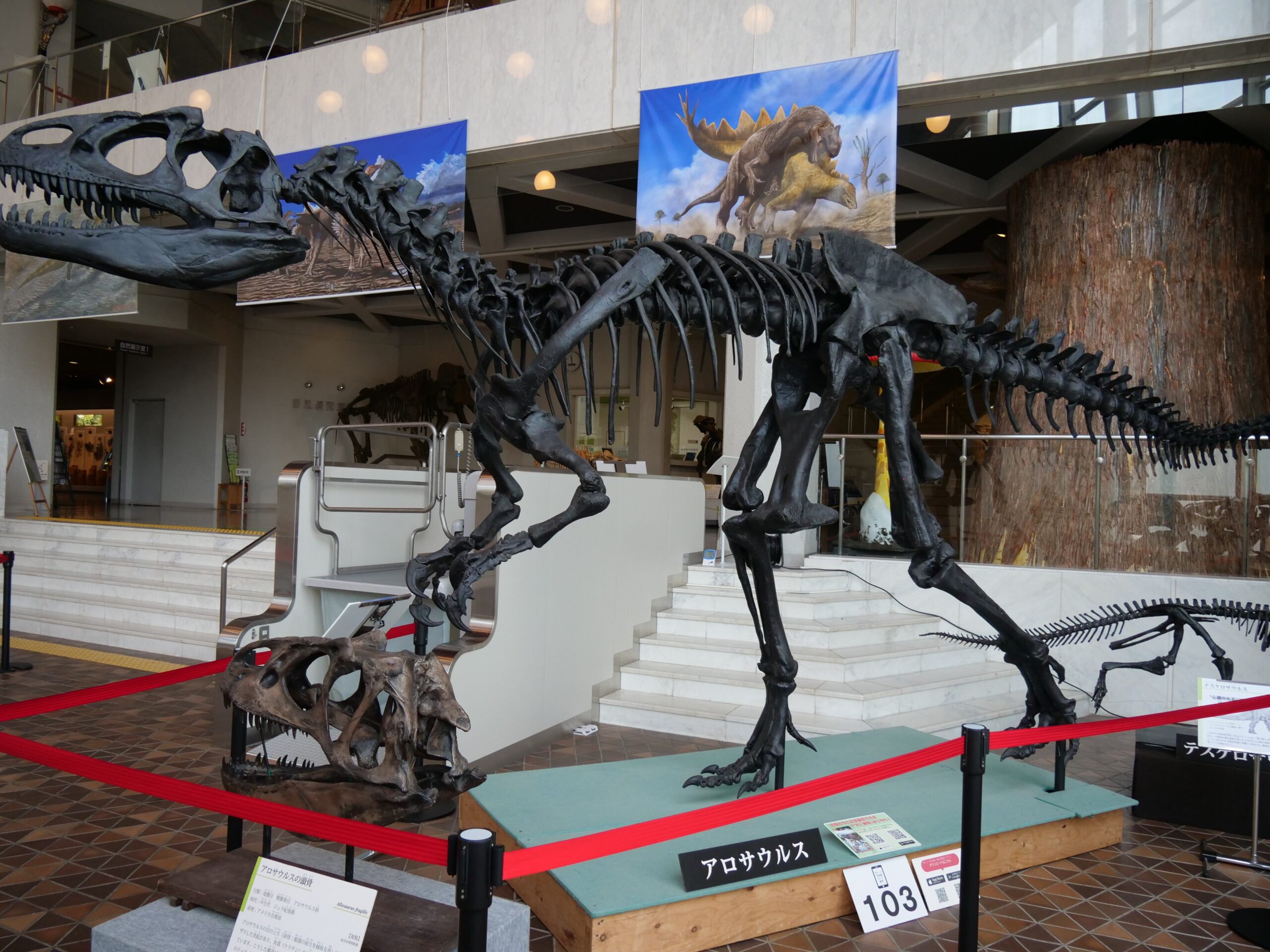 恐竜の糞石を触ってみよう（岐阜県博物館③）