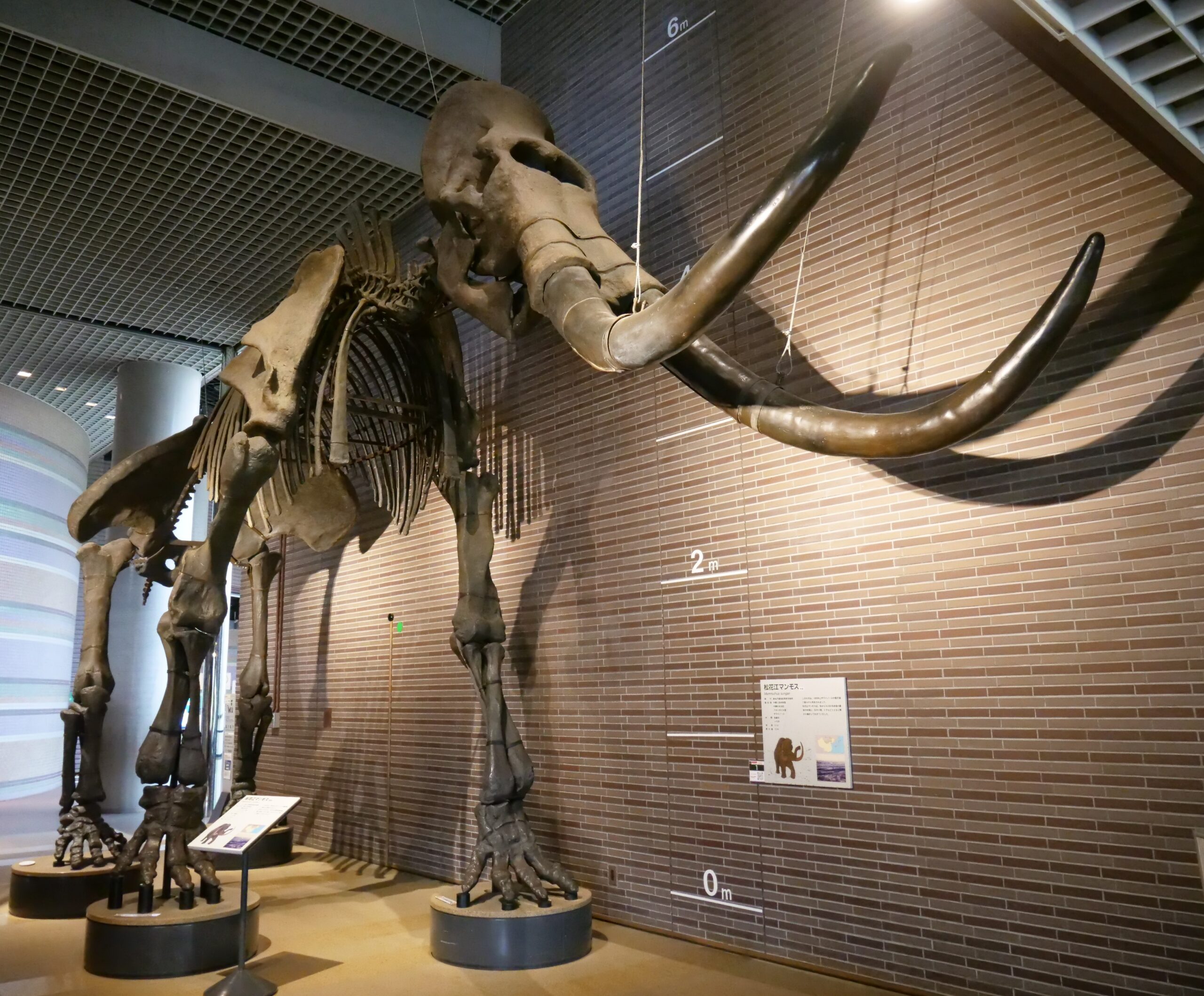ヌオエロサウルスなど巨大な展示がずらり（ミュージアムパーク茨城県自然博物館①）