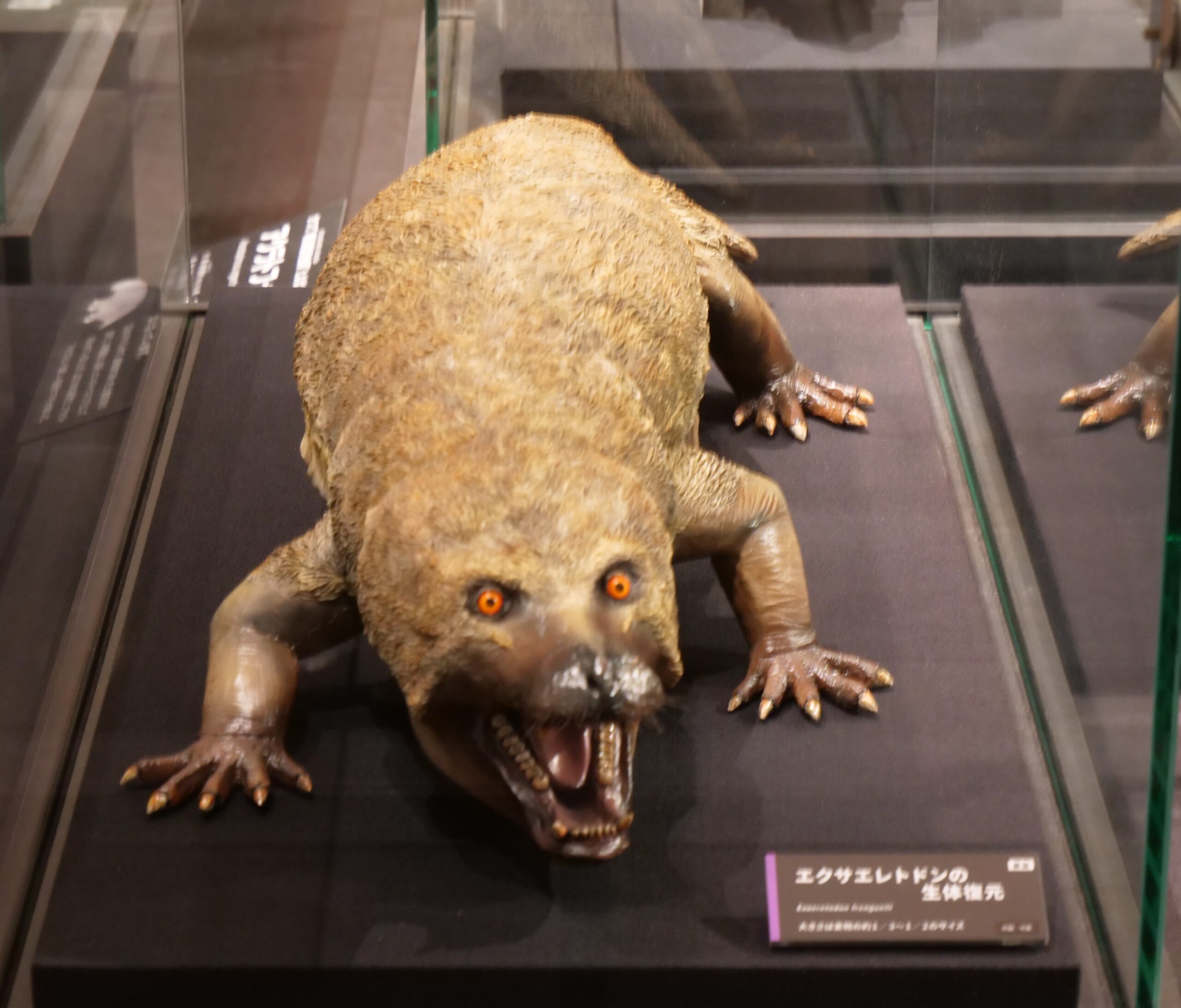 タヌキじゃないよ、「エクサエレトドン」だよ（徳島県立博物館④）