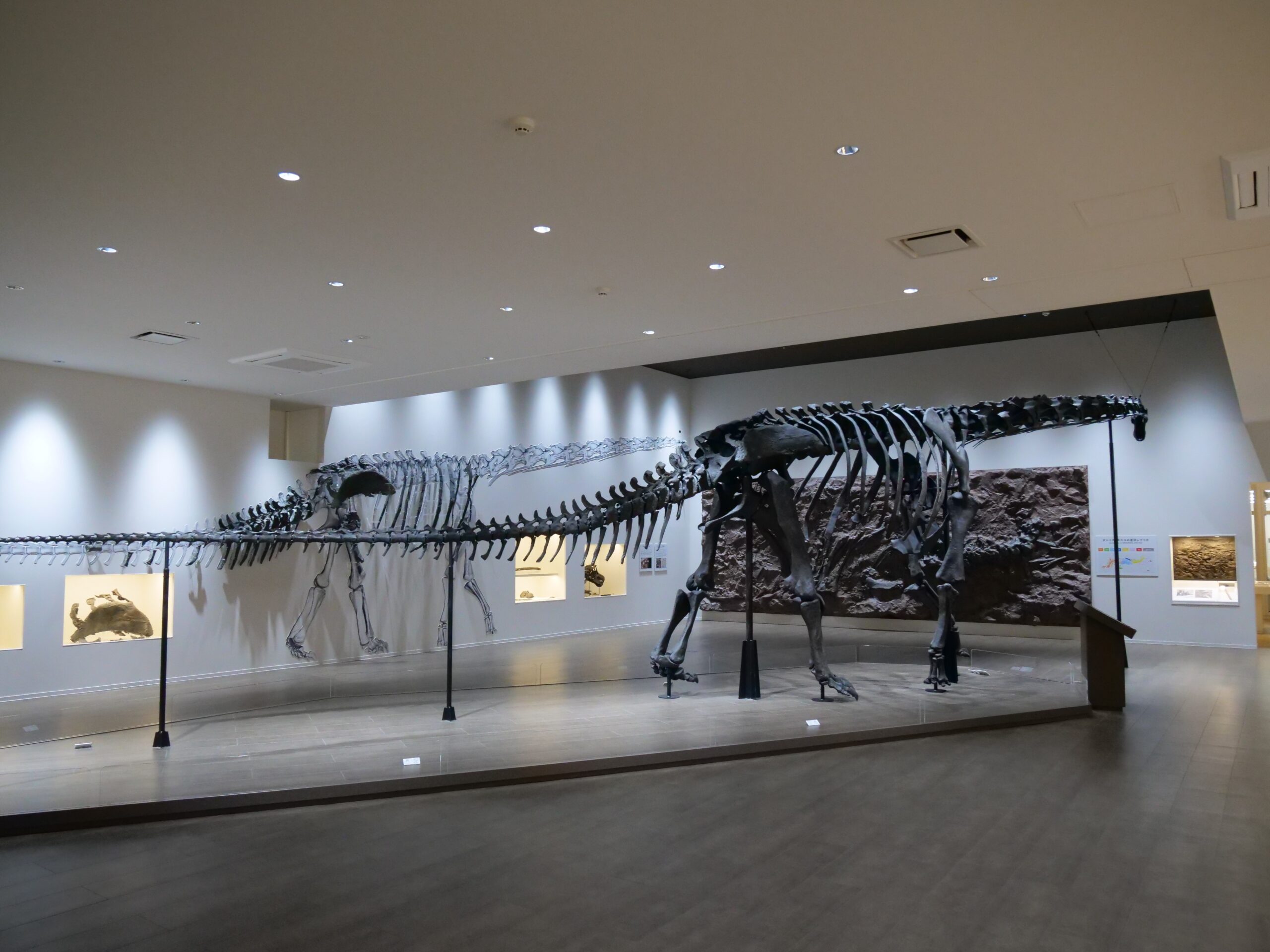 友情が発見に結びついたタンバティタニス（たんば恐竜博物館②）