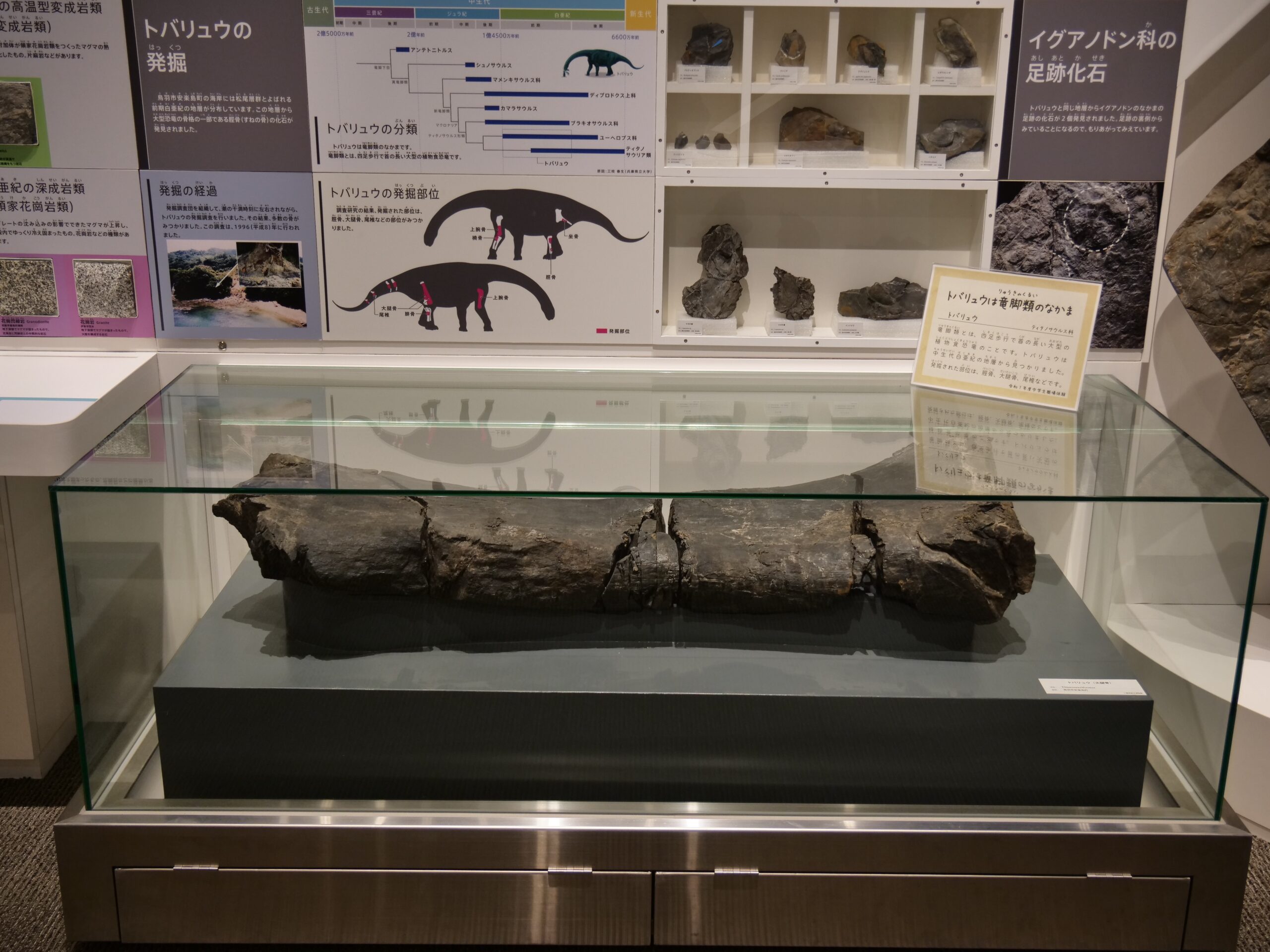 　トバリュウの大腿骨をどーんと展示（三重県総合博物館①）