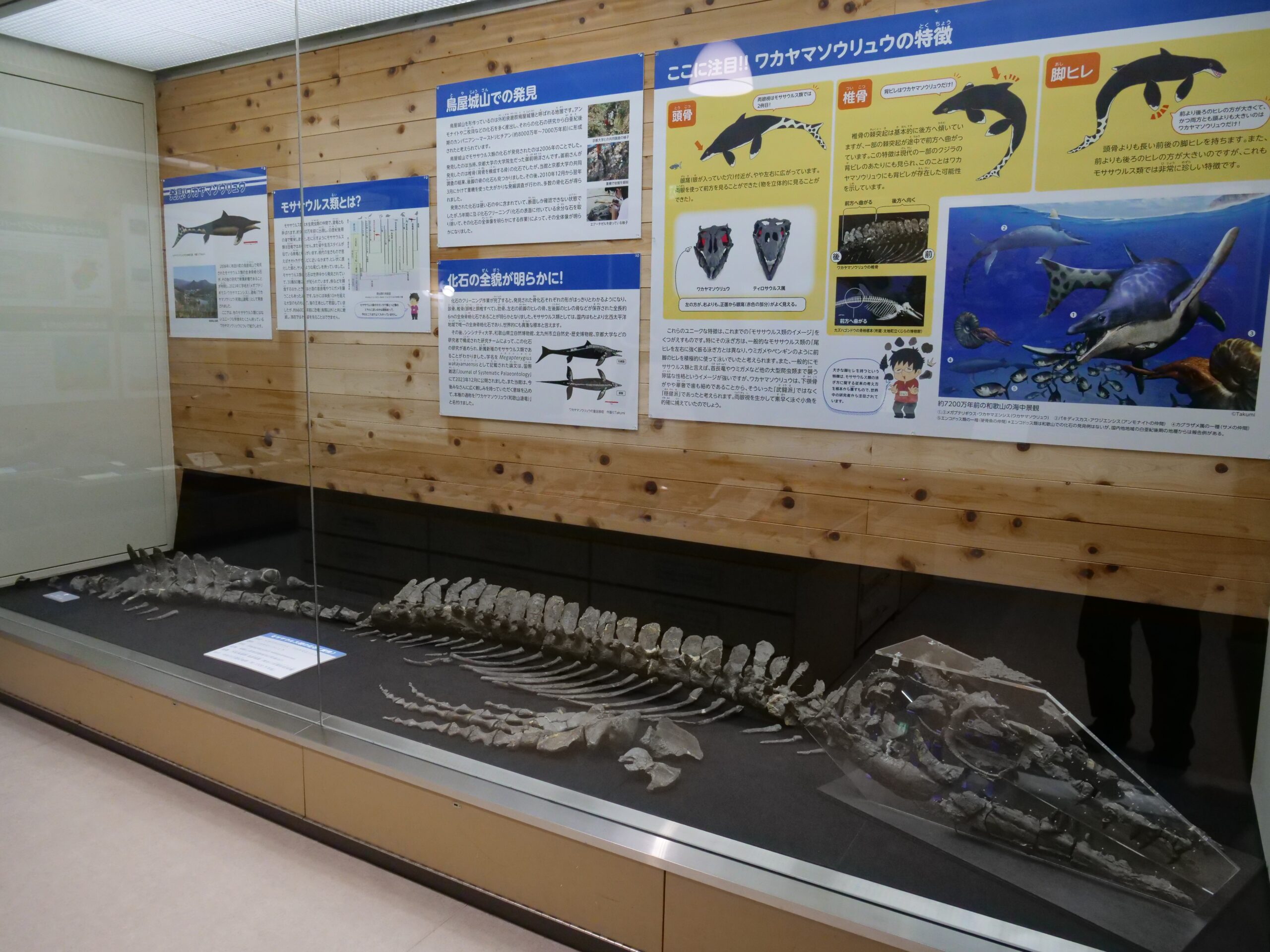 和歌山のモササウルス類は穏健派（和歌山県立自然博物館②）