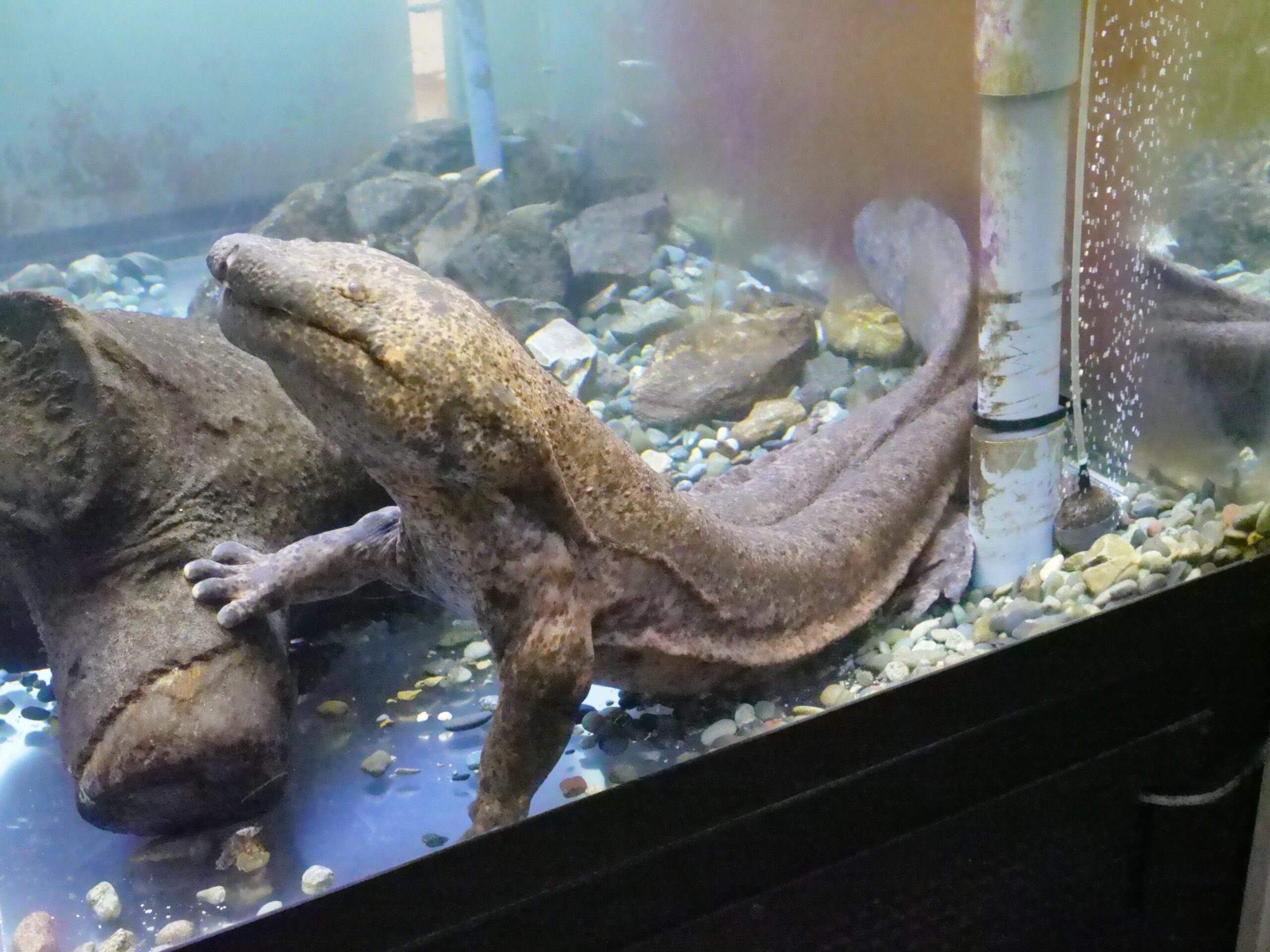 逃がしたらアカン！逃げられてもアカン！　悲しい交雑サンショウウオ（和歌山県立自然博物館③）