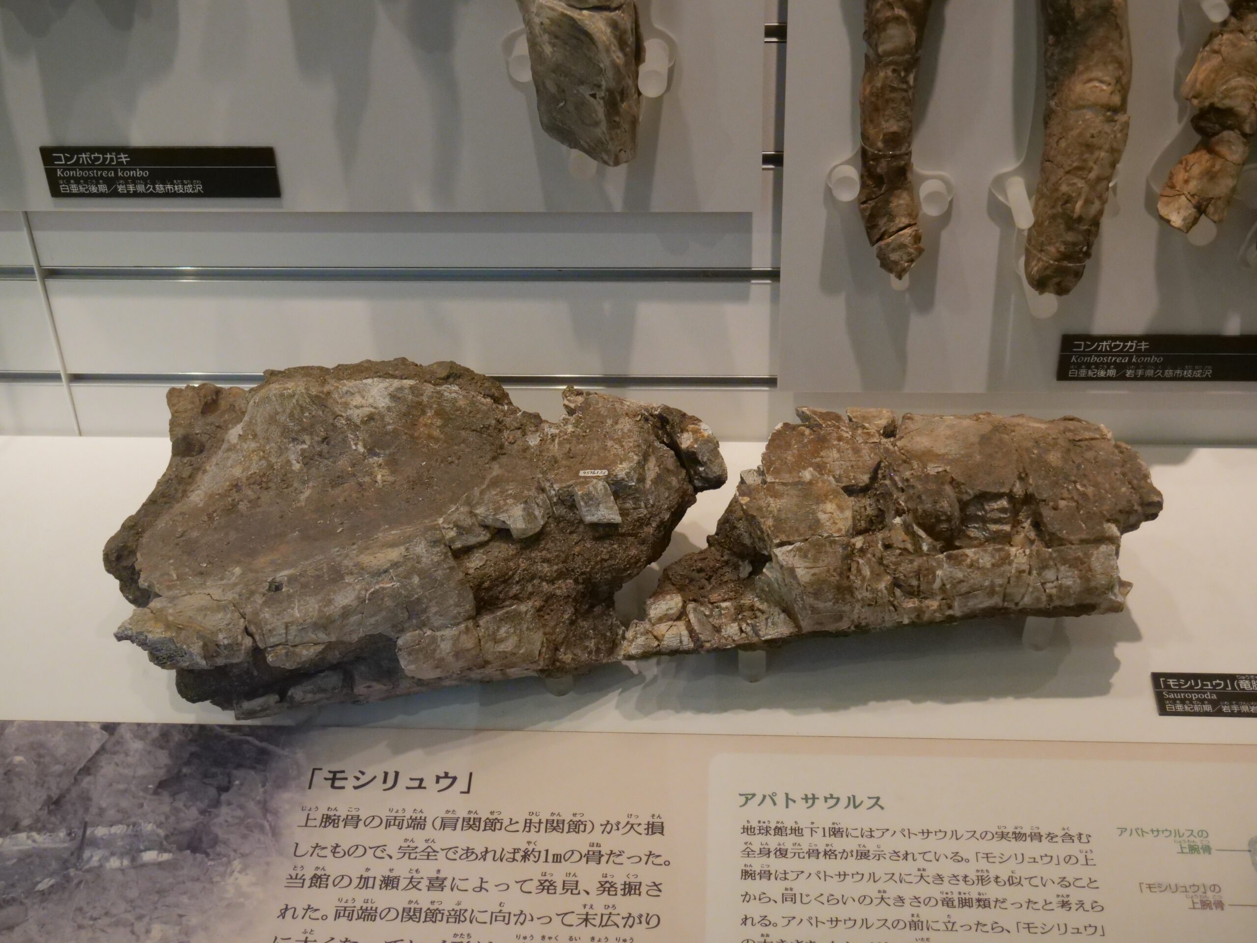 鋭い観察眼と幸運なタイミングでのモシリュウの発見（国立科学博物館③）