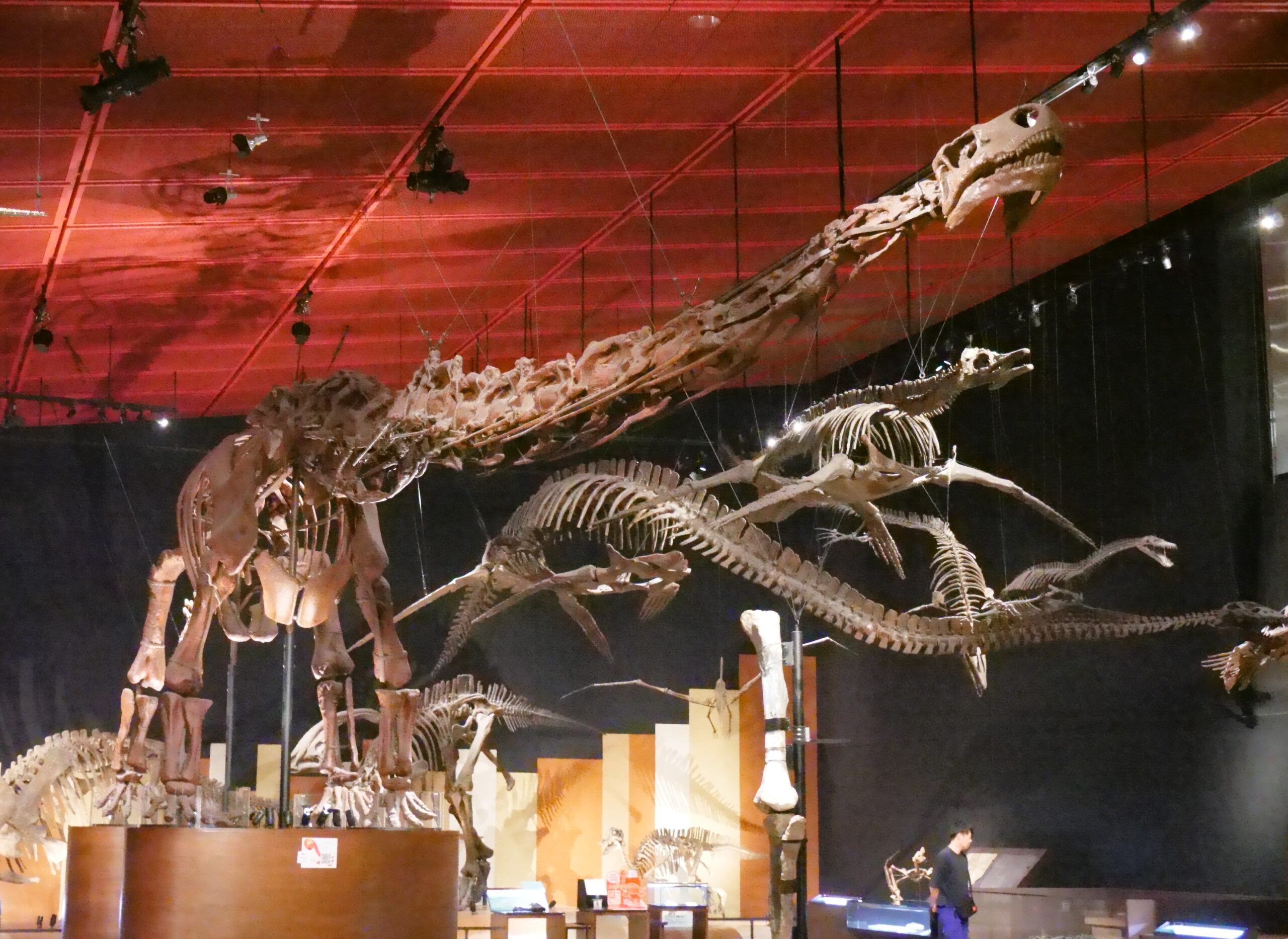 マメンチサウルスなど恐竜もずらりと並ぶ（いわき市石炭・化石館③）