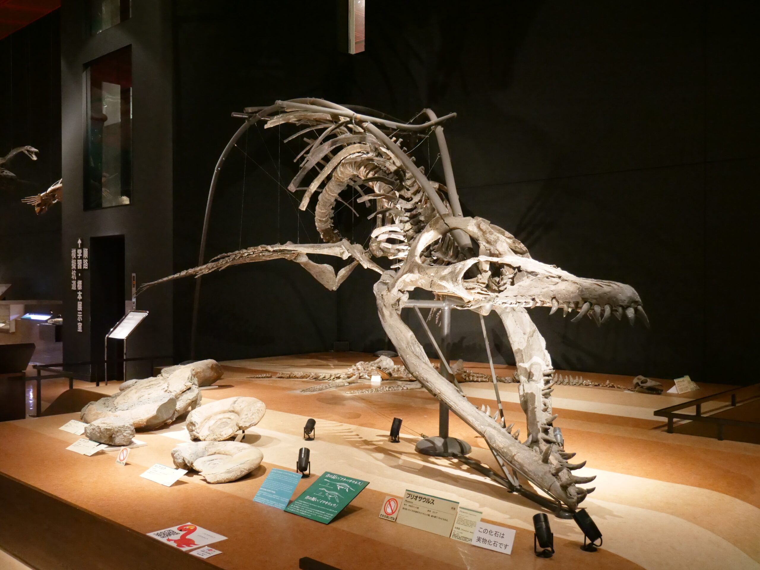 プリオサウルスなど首長竜を展示（いわき市石炭・化石館②）