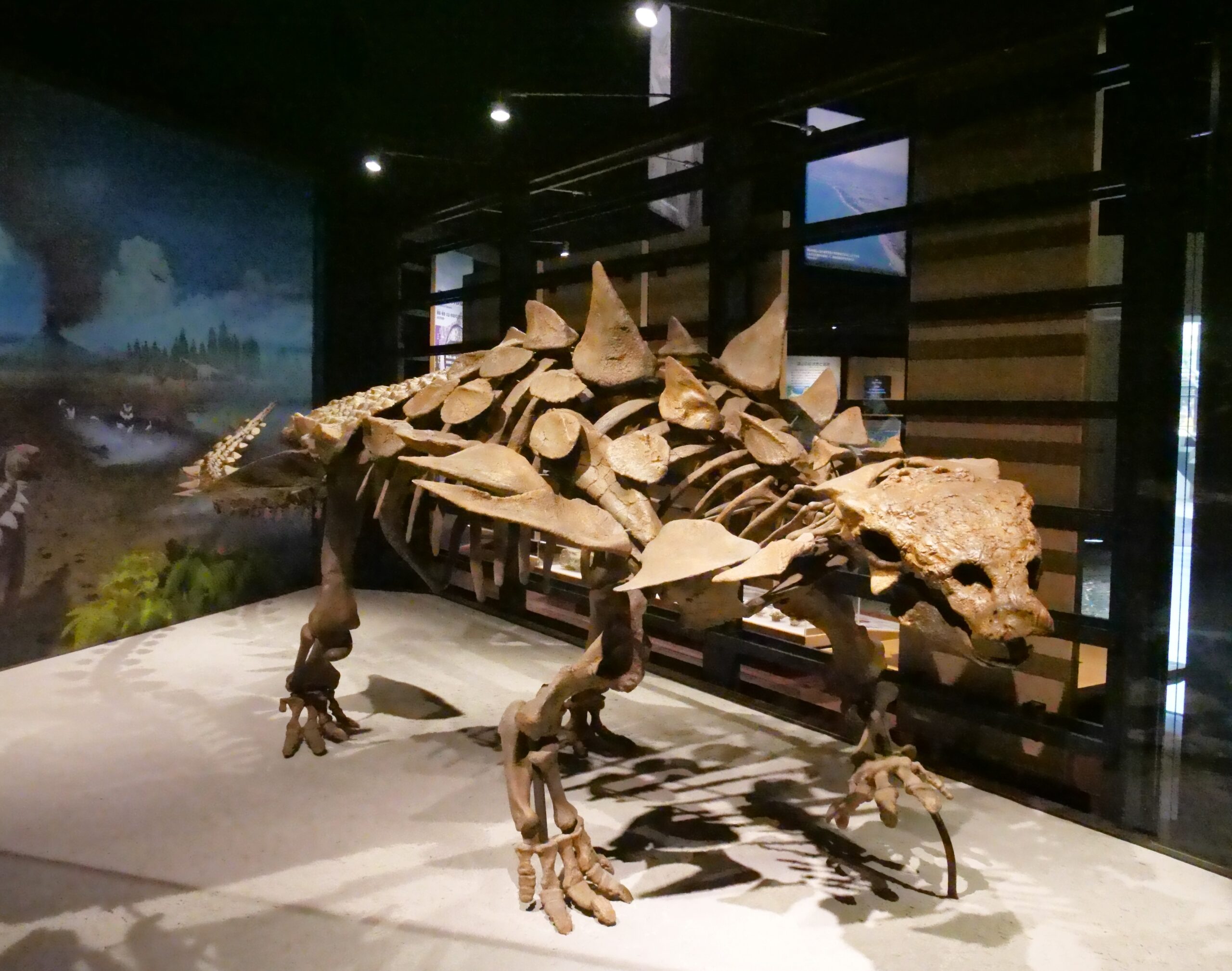 26年春から「ガストニア・ブルゲイ」の全身骨格標本を展示（富山市立