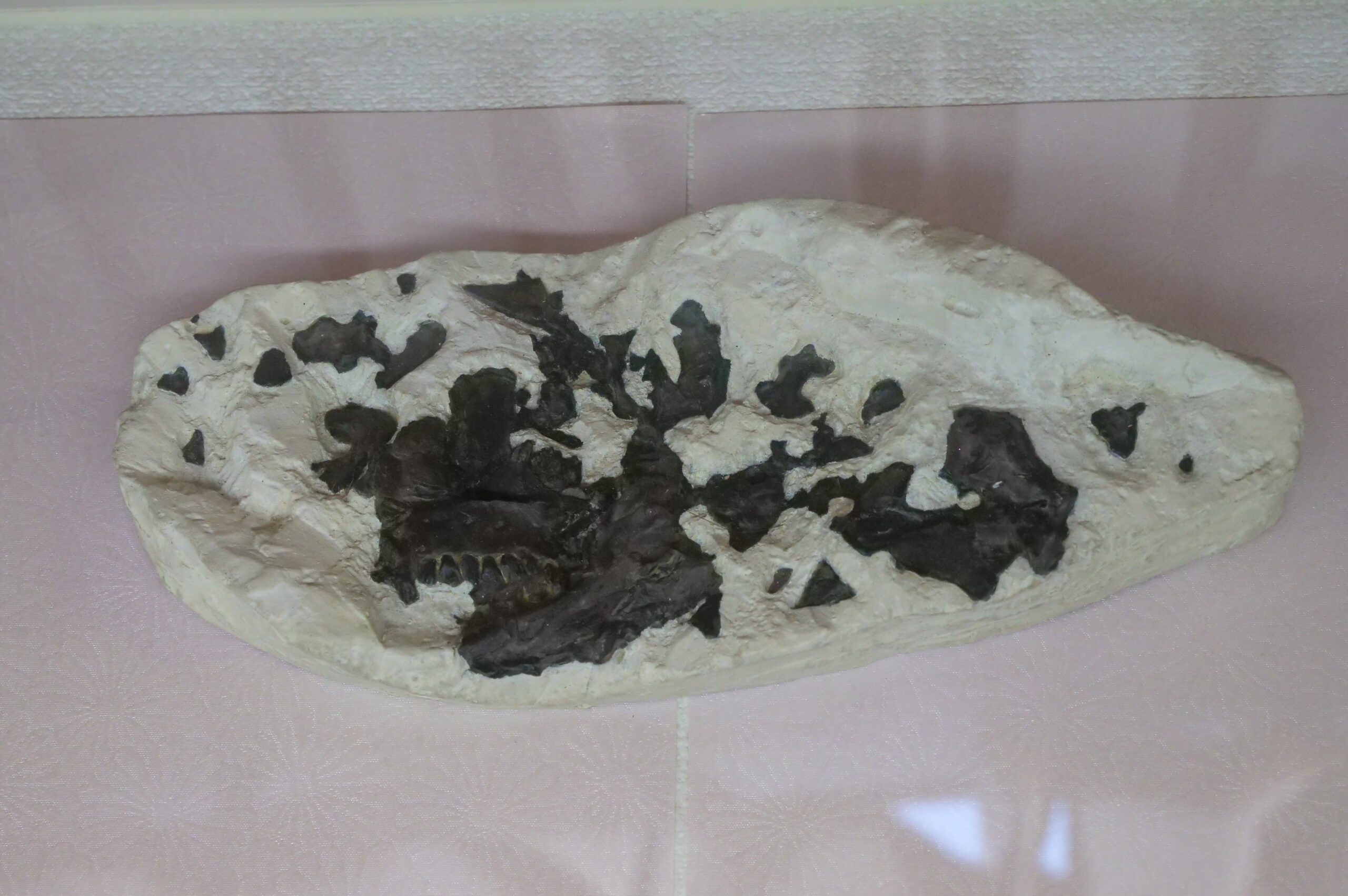 数多くの恐竜化石を産出している石川県の代表的な施設（白山恐竜パーク①）