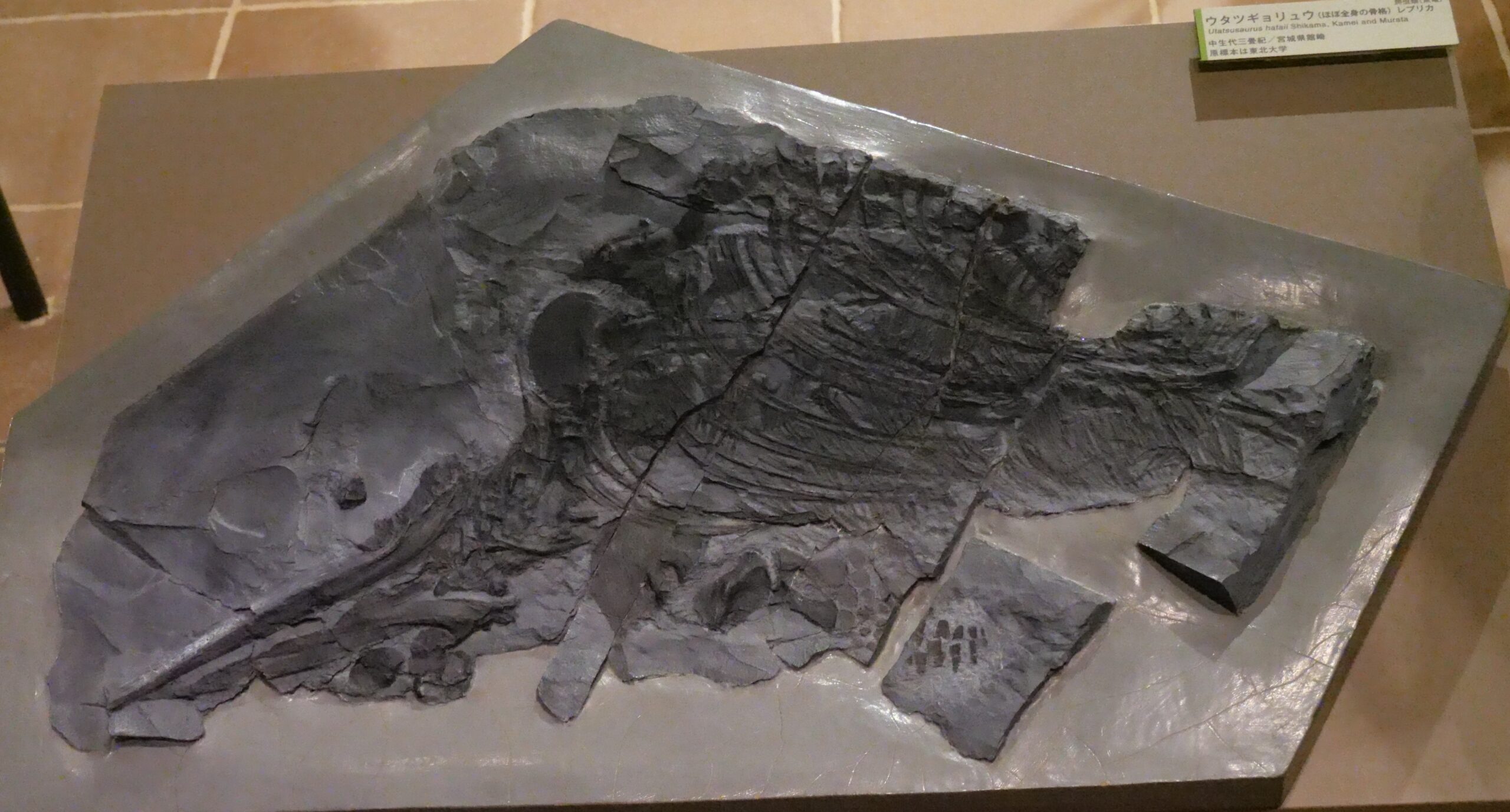 中生代の魚類化石として、日本で初めて新種記載されたニシンの仲間２種（いのちのたび博物館＝北九州市立自然史・歴史博物館④）