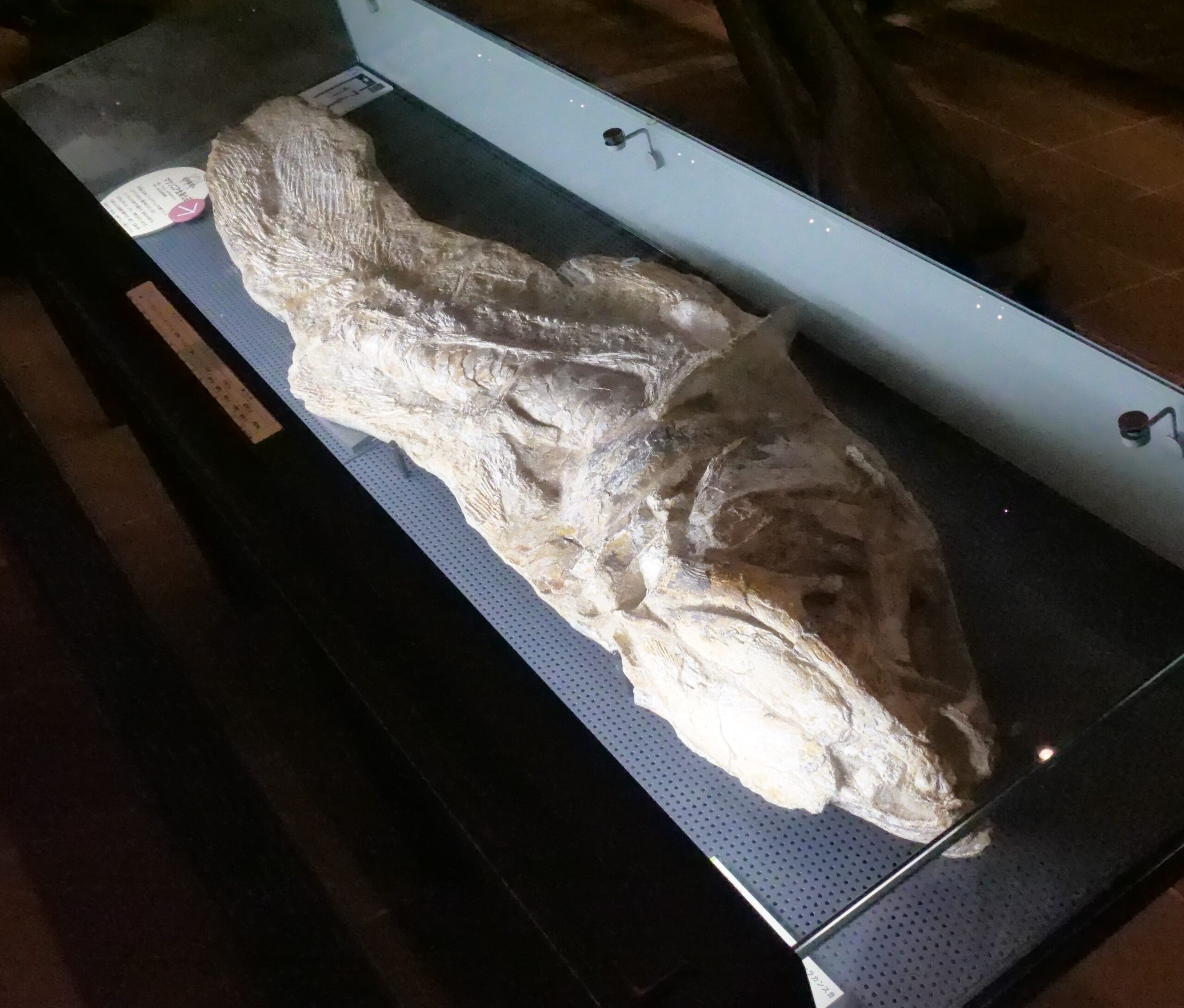 シーラカンスについて詳しく説明、魚類の貴重な化石をいくつも展示（いのちのたび博物館＝北九州市立自然史・歴史博物館⑤）