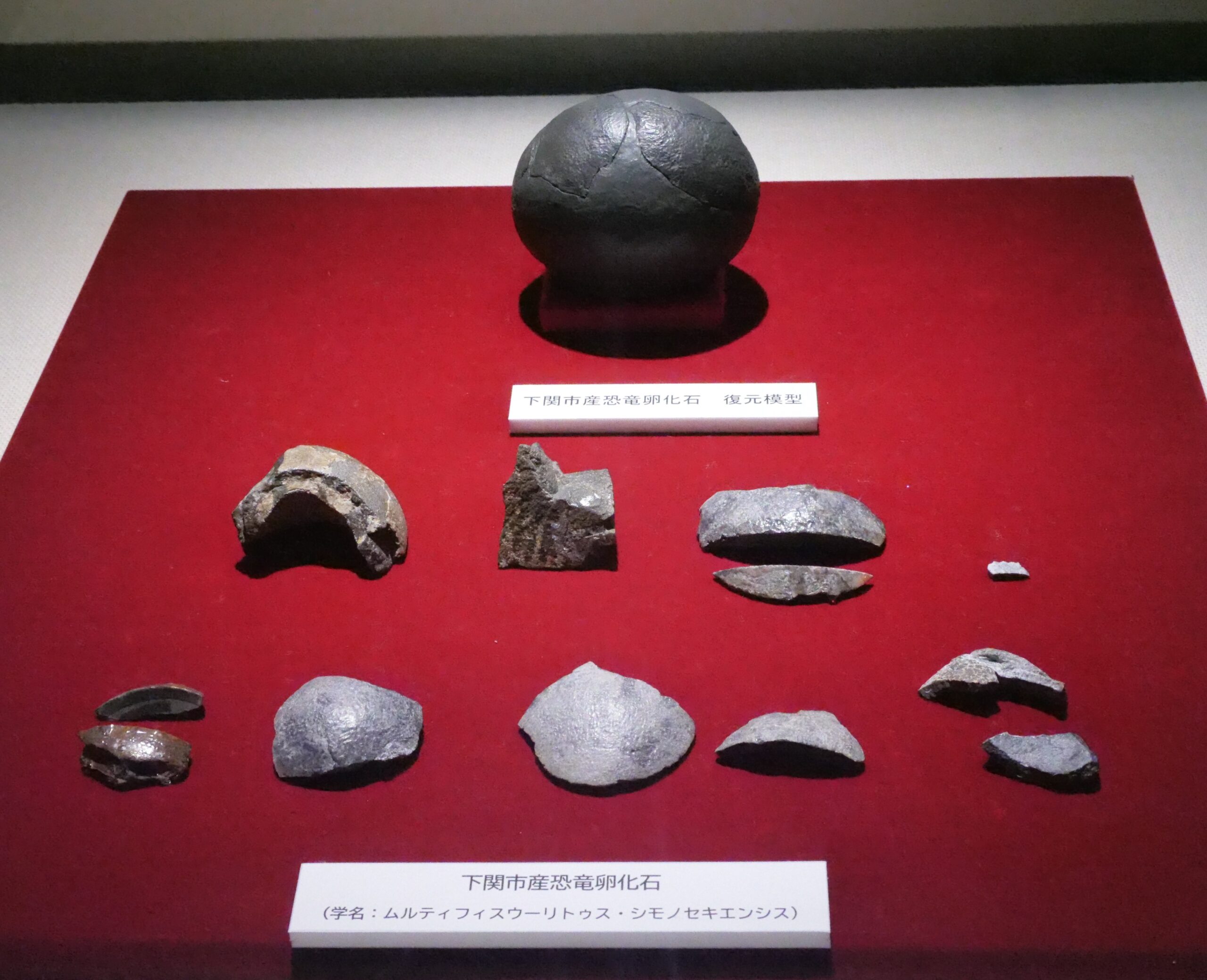 １９６０年に発見されていた恐竜の卵殻化石を展示（山口県・下関市立考古博物館①）