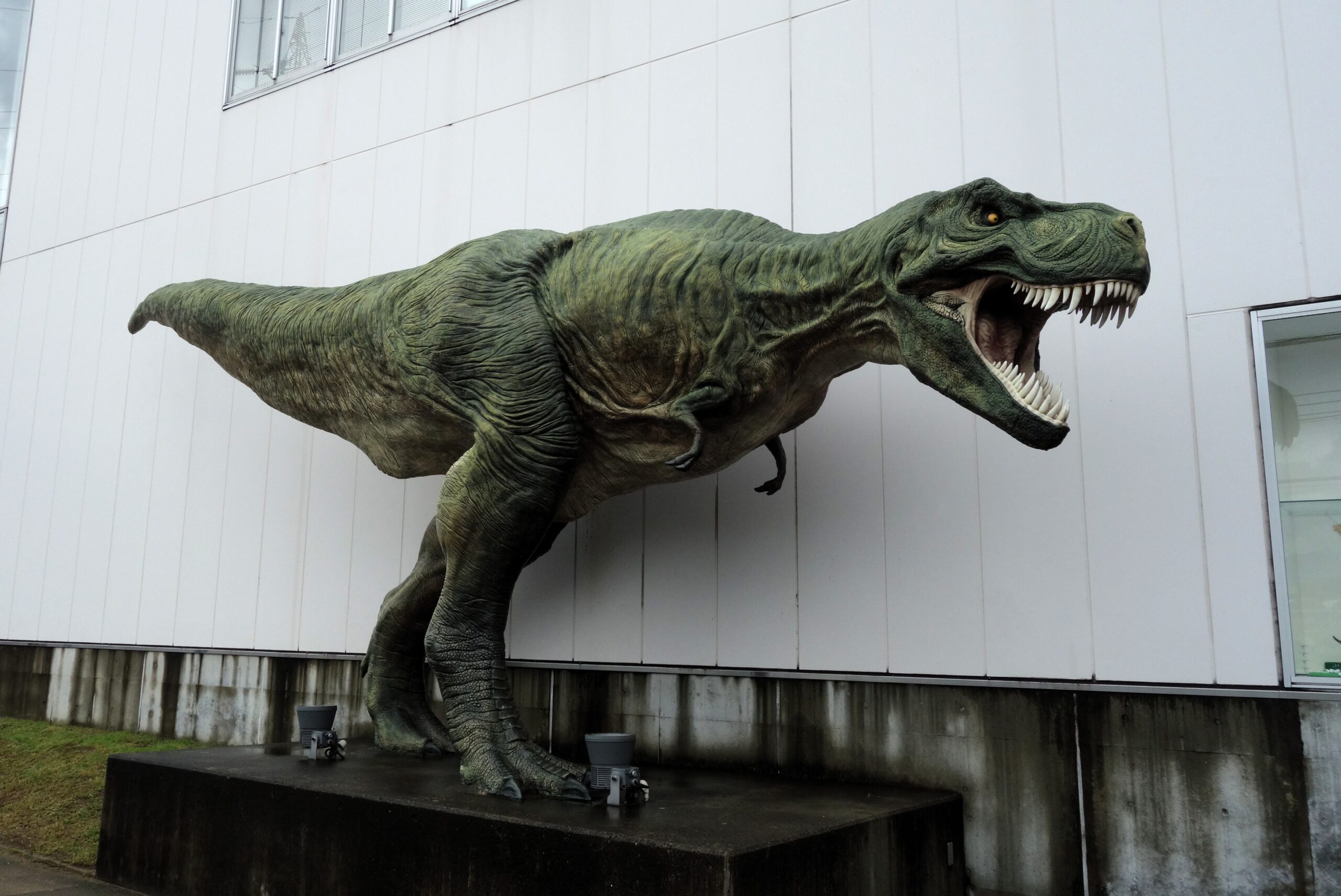 獣脚類としては日本初の発見だった「ミフネリュウ」（熊本県・御船町恐竜博物館①）