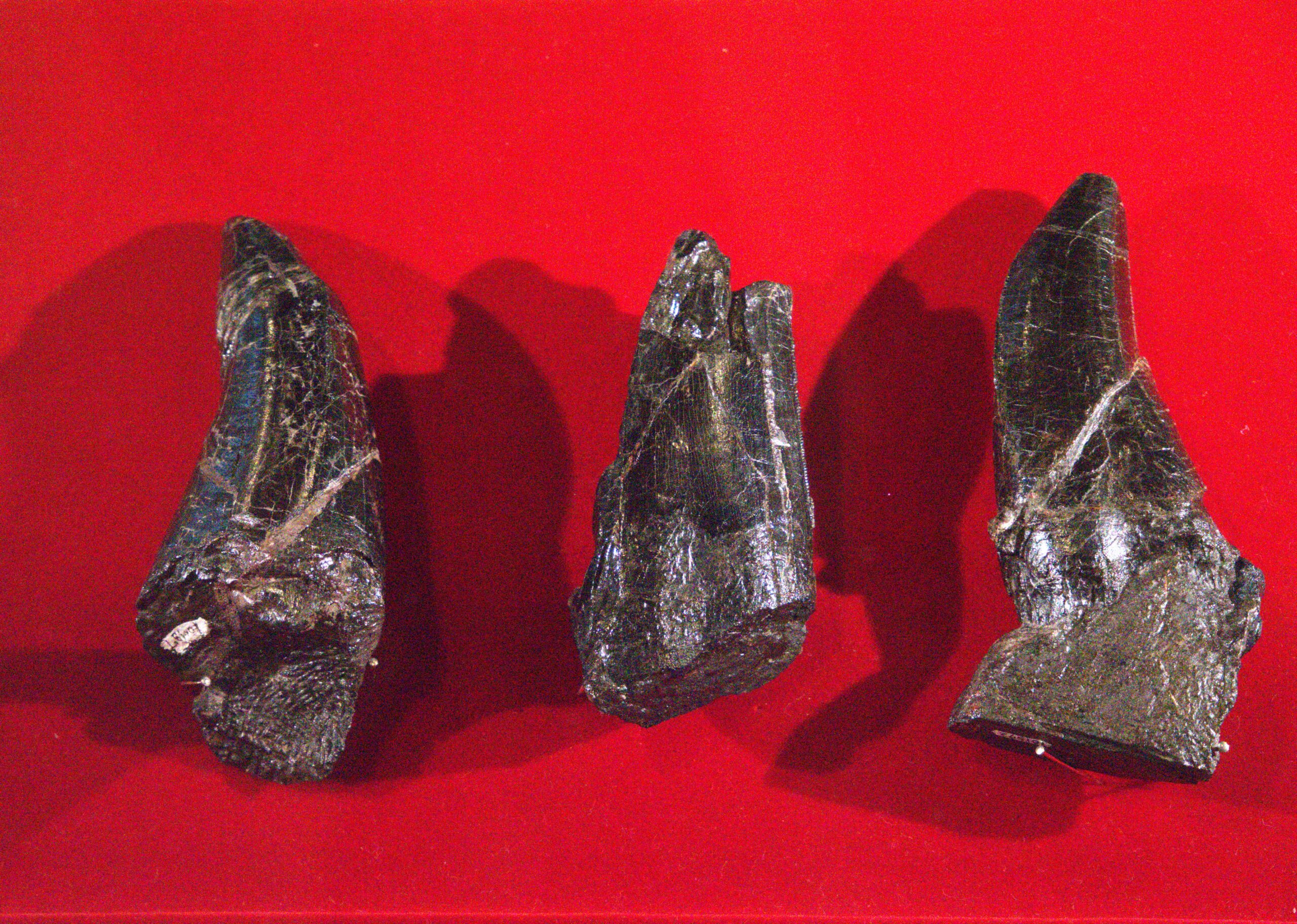 長崎では恐竜の化石、続々発見中（ベネックス恐竜博物館＝長崎市恐竜博物館②）