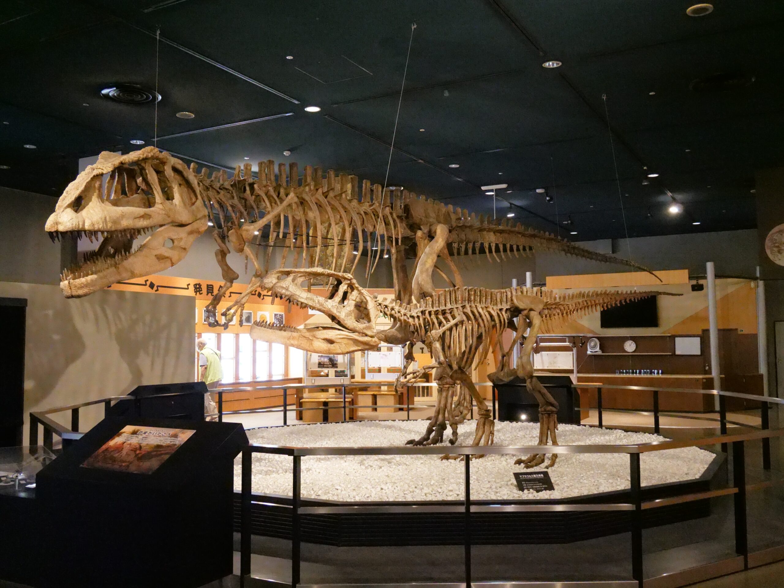 ゴンドワナ大陸の肉食恐竜マプサウルスを展示（FUJIなごや科学館①）