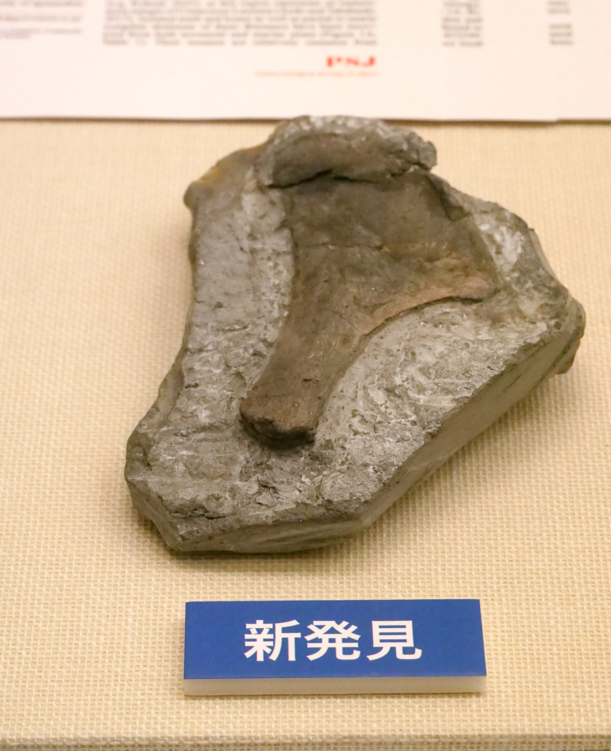 貴重な小型イグアノドン類と分かった１９９９年発見の化石（福島県立博物館②　大恐竜展から）