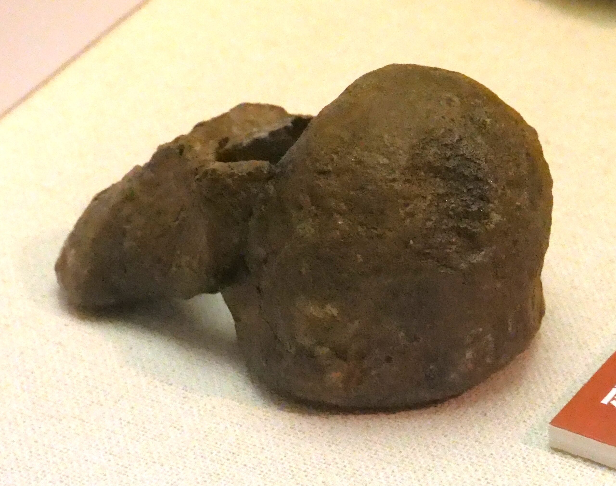 福島県で産出した恐竜化石がずらりと並ぶ（福島県立博物館①　大恐竜展から）