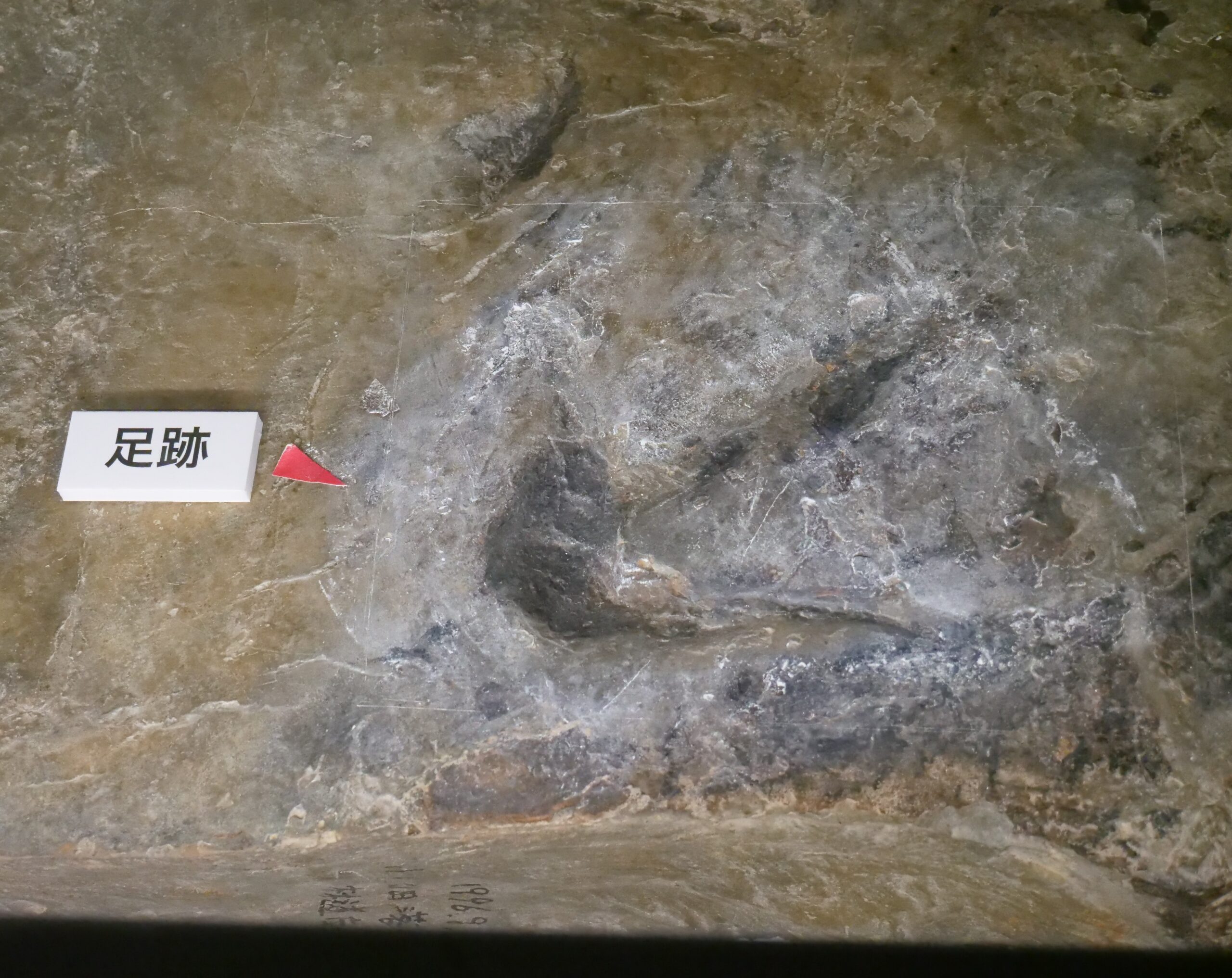 ２００５年発見・南相馬市の恐竜の足跡は研究中（福島県立博物館③　大恐竜展から）