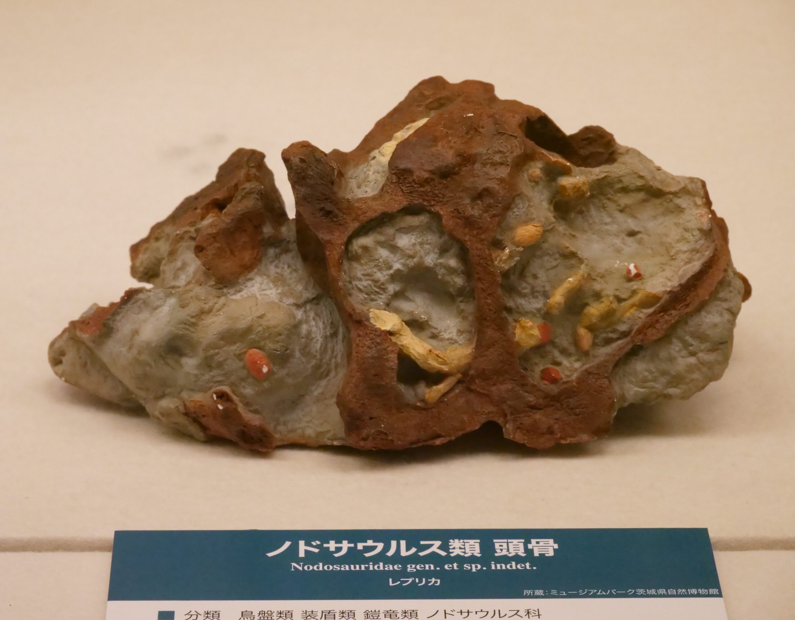 世界で初めて発見された恐竜の喉の骨を展示（福島県立博物館⑤　大恐竜展から）