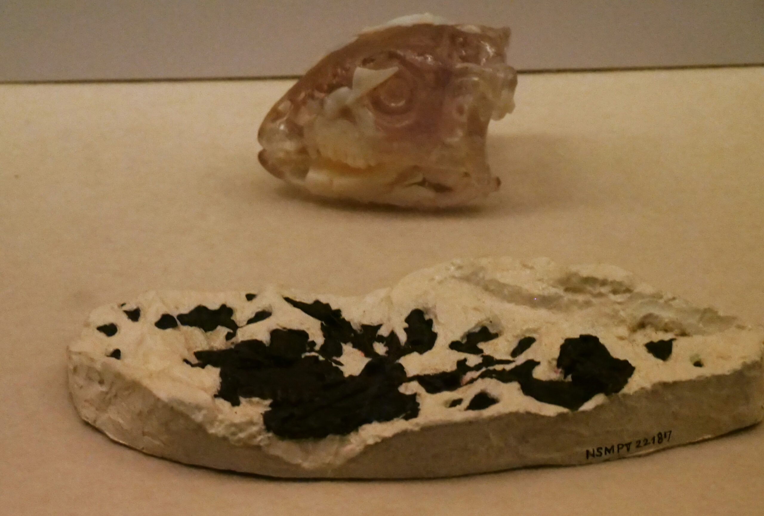 外連味のない、勉強になる展覧会だった（福島県立博物館⑥　大恐竜展から）