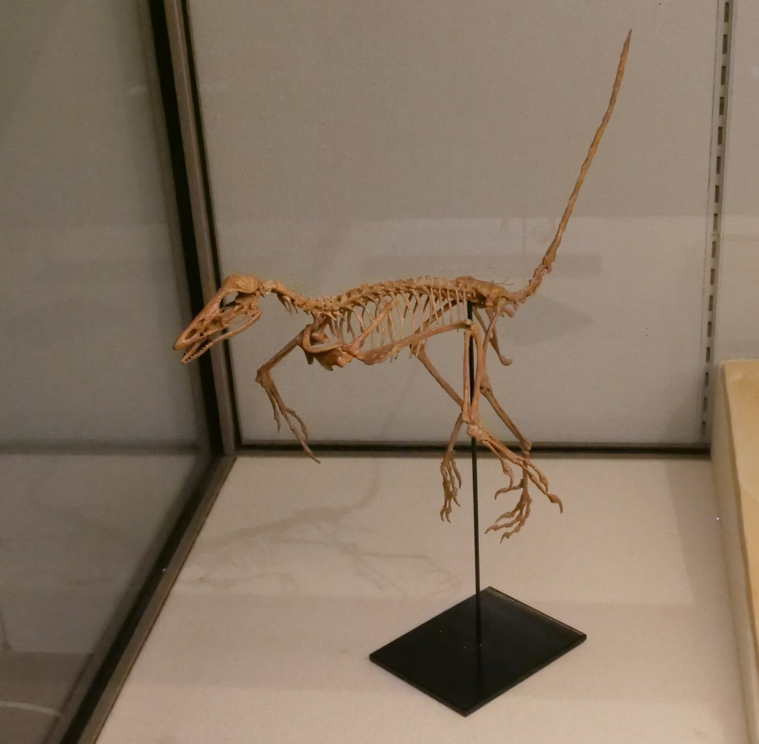 恐竜と鳥類の関係も､くわしく説明して展示（福島県立博物館⑦　大恐竜展から）