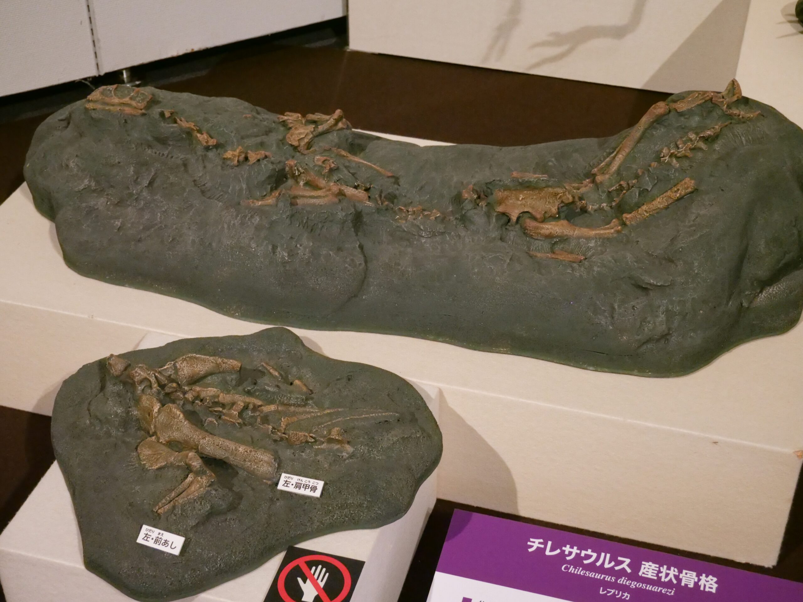 いろいろと話題が豊富。次は兵庫で。その後は名古屋でも開催の予定（福島県立博物館⑧　大恐竜展から）