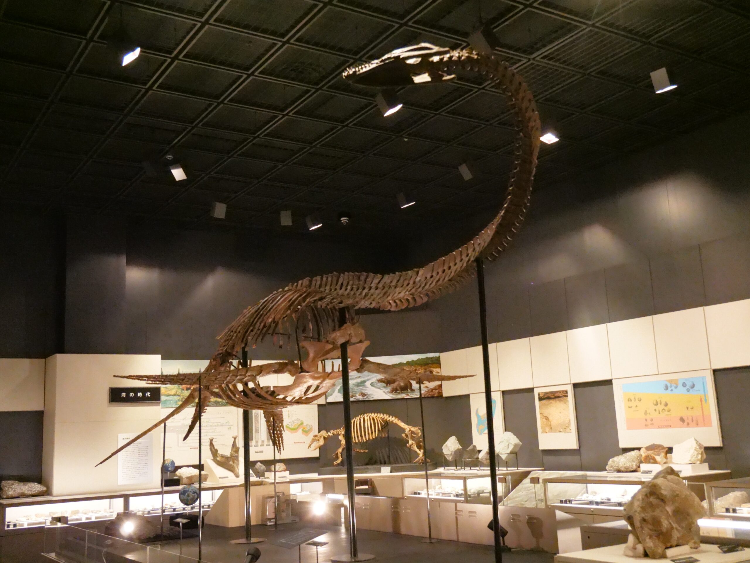 常設展はフタバスズキリュウとパレオパラドキシア梁川標本が中心　（福島県立博物館⑨）